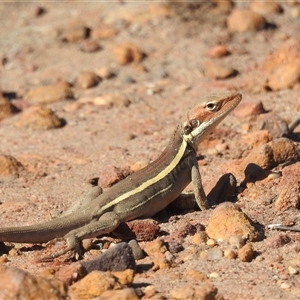 Gowidon longirostris at Kalbarri, WA - 1 Nov 2024