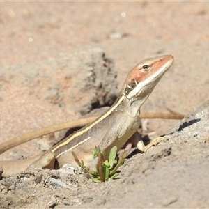 Gowidon longirostris at Kalbarri, WA - 1 Nov 2024