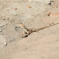 Gowidon longirostris at Kalbarri, WA - 1 Nov 2024