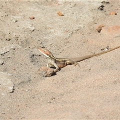 Gowidon longirostris at Kalbarri, WA - 1 Nov 2024 05:49 PM