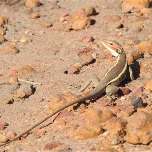 Gowidon longirostris at Kalbarri, WA - 1 Nov 2024