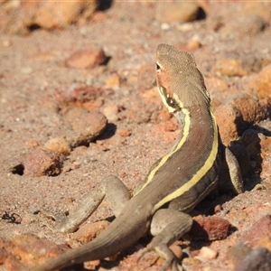 Gowidon longirostris at Kalbarri, WA - 1 Nov 2024