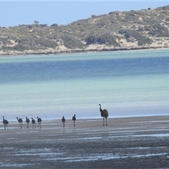 Dromaius novaehollandiae (Emu) at Tamala, WA - 3 Nov 2024 by HelenCross