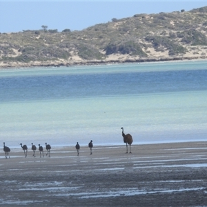 Dromaius novaehollandiae (Emu) at Tamala, WA by HelenCross