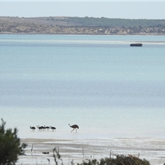 Dromaius novaehollandiae at Tamala, WA - 3 Nov 2024