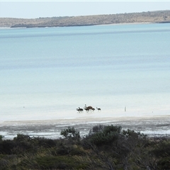 Dromaius novaehollandiae at Tamala, WA - 3 Nov 2024