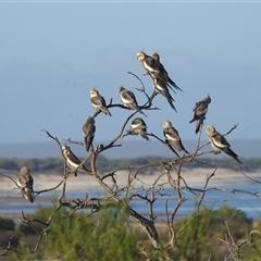 Nymphicus hollandicus (Cockatiel) at Hamelin Pool, WA - 2 Nov 2024 by HelenCross