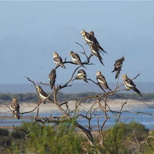 Nymphicus hollandicus (Cockatiel) at Hamelin Pool, WA by HelenCross