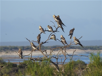 Nymphicus hollandicus (Cockatiel) at Hamelin Pool, WA - 2 Nov 2024 by HelenCross