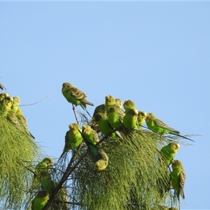 Melopsittacus undulatus at Hamelin Pool, WA - 3 Nov 2024 08:51 AM