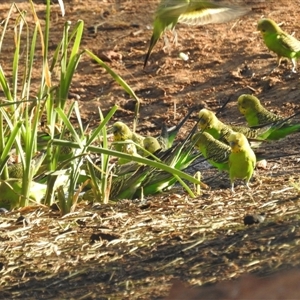 Melopsittacus undulatus at Hamelin Pool, WA - 3 Nov 2024