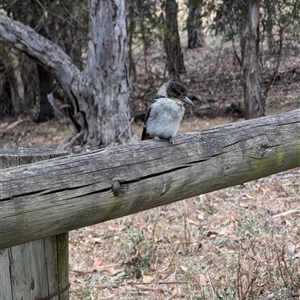 Cracticus torquatus at Cook, ACT - 8 Nov 2024 02:17 PM