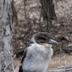 Cracticus torquatus at Cook, ACT - 8 Nov 2024 02:17 PM