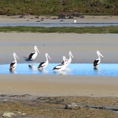 Pelecanus conspicillatus (Australian Pelican) at Port Fairy, VIC - 1 Nov 2024 by MB