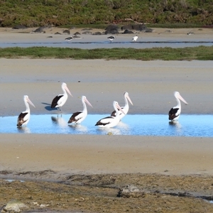 Pelecanus conspicillatus at Port Fairy, VIC - 1 Nov 2024 06:24 PM