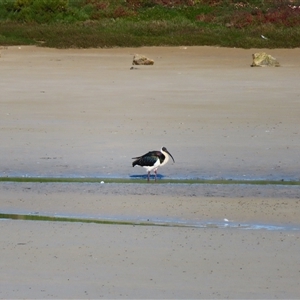 Threskiornis spinicollis at Port Fairy, VIC - 1 Nov 2024