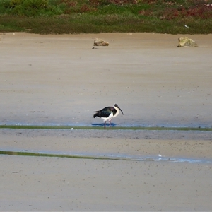 Threskiornis spinicollis at Port Fairy, VIC - 1 Nov 2024 06:24 PM