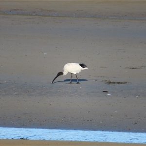 Threskiornis molucca at Port Fairy, VIC - 1 Nov 2024 06:24 PM