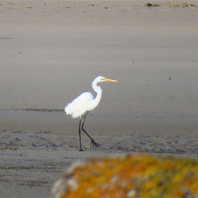 Ardea alba (Great Egret) at Port Fairy, VIC - 1 Nov 2024 by MB