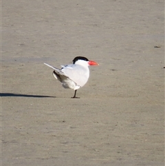 Hydroprogne caspia (Caspian Tern) at Port Fairy, VIC - 1 Nov 2024 by MB