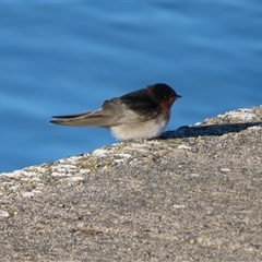 Hirundo neoxena (Welcome Swallow) at Port Fairy, VIC - 1 Nov 2024 by MB