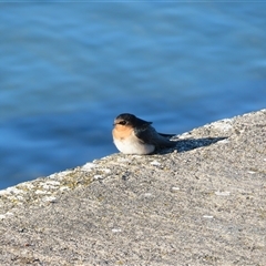 Hirundo neoxena at Port Fairy, VIC - 1 Nov 2024