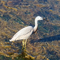 Egretta novaehollandiae (White-faced Heron) at Port Fairy, VIC - 1 Nov 2024 by MB