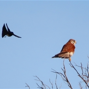 Falco cenchroides at Port Fairy, VIC - 1 Nov 2024