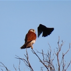 Falco cenchroides at Port Fairy, VIC - 1 Nov 2024 06:33 PM