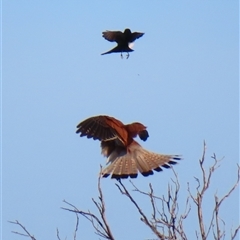 Falco cenchroides at Port Fairy, VIC - 1 Nov 2024