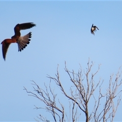Falco cenchroides at Port Fairy, VIC - 1 Nov 2024 06:33 PM