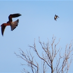 Falco cenchroides at Port Fairy, VIC - 1 Nov 2024