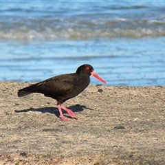 Haematopus fuliginosus (Sooty Oystercatcher) at Port Fairy, VIC - 1 Nov 2024 by MB