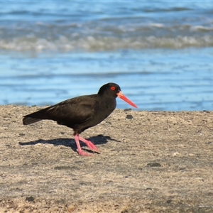 Haematopus fuliginosus at Port Fairy, VIC - suppressed