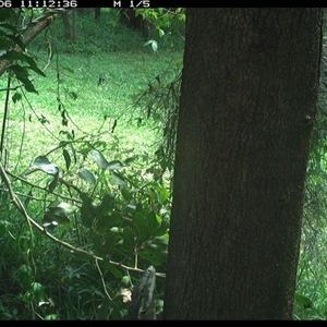 Varanus varius at Shark Creek, NSW - suppressed