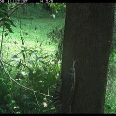 Varanus varius at Shark Creek, NSW - suppressed