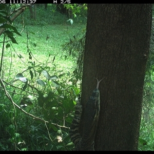 Varanus varius at Shark Creek, NSW - suppressed