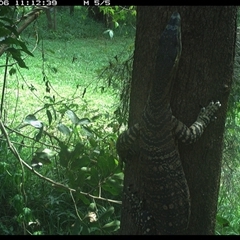 Varanus varius at Shark Creek, NSW - 6 Nov 2024