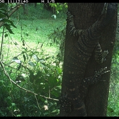 Varanus varius at Shark Creek, NSW - suppressed