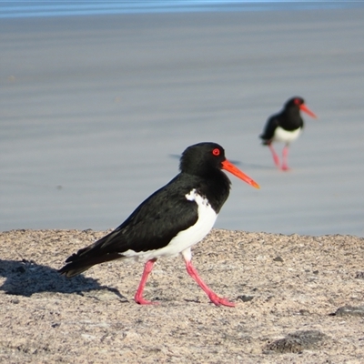 Haematopus longirostris (Australian Pied Oystercatcher) at Port Fairy, VIC - 1 Nov 2024 by MB