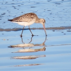 Limosa lapponica (Bar-tailed Godwit) at Port Fairy, VIC - 1 Nov 2024 by MB