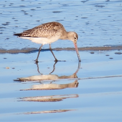 Limosa lapponica (Bar-tailed Godwit) at Port Fairy, VIC - 1 Nov 2024 by MB