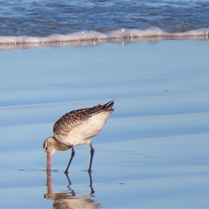 Limosa lapponica at Port Fairy, VIC - 1 Nov 2024 06:47 PM