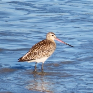 Limosa lapponica at Port Fairy, VIC - 1 Nov 2024