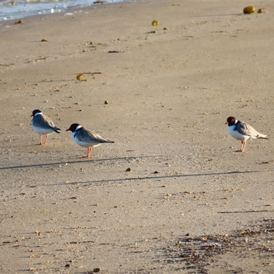 Charadrius rubricollis (Hooded Plover) at Port Fairy, VIC - 1 Nov 2024 by MB