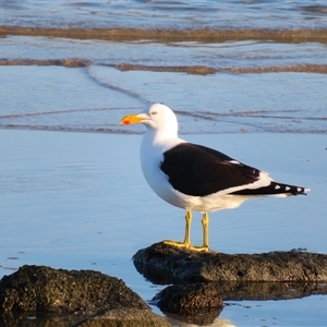 Larus dominicanus at Port Fairy, VIC - suppressed