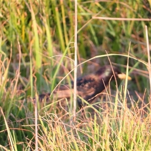 Sturnus vulgaris at Port Fairy, VIC - 1 Nov 2024