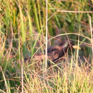 Sturnus vulgaris at Port Fairy, VIC - 1 Nov 2024 07:25 PM