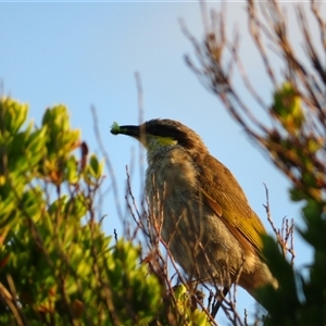 Gavicalis virescens at Port Fairy, VIC - 1 Nov 2024 07:28 PM