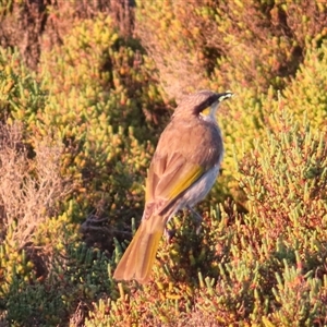 Gavicalis virescens at Port Fairy, VIC - 1 Nov 2024 07:28 PM